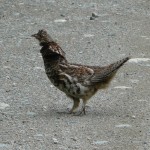 Grouse on the road