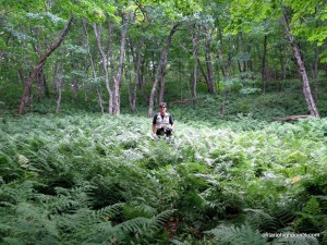 Dan in the fern forest