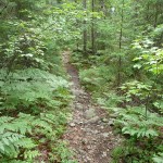 Trail to Maple Mountain
