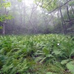 Misty fern glen near the summit