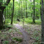 The blue trail runs through the forest
