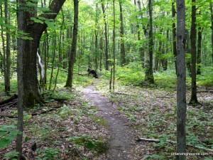 The blue trail runs through the forest