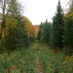 'Herd' path along overgrown logging road