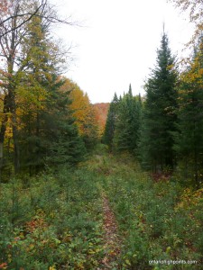 'Herd' path along overgrown logging road