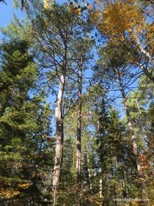 Old growth red pine forest