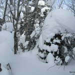 Snow-covered trees on Kwagama Hill