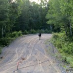Moose on Tik Road