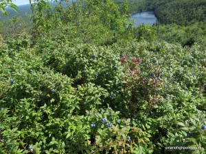 Blueberry bushes on the summit