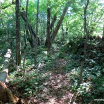 Trail and ground foliage
