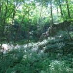 Deciduous forest understory
