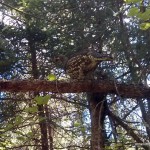 Grouse in a tree