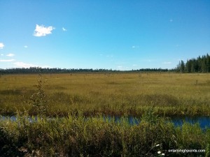Wetlands along Trina Road