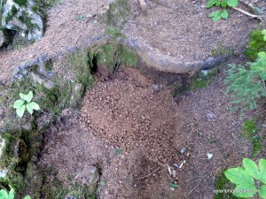 Chipmunk burrow exit