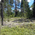 Moss/lichen covered rock outcrops