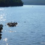 Waterfowl on North Lake