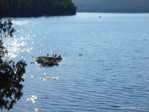 Waterfowl on North Lake