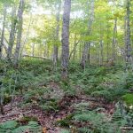 Bushwhack through deciduous forest