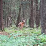 A brief glimpse of a deer