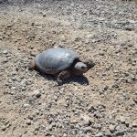 Snapping Turtle on the road