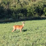 Deer in a field (from Montpellier Road)