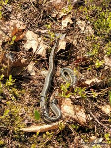 Garter snake out for some sun