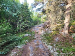 The trail through the boreal forest