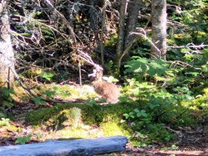Snowshoe hare at our campsite