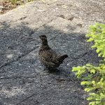 A grouse on the trail