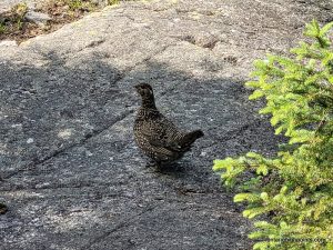 A grouse on the trail